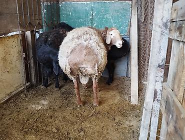 Баран, овца: Продаю | Овца (самка) | Романовская | Для разведения | Матка — 6