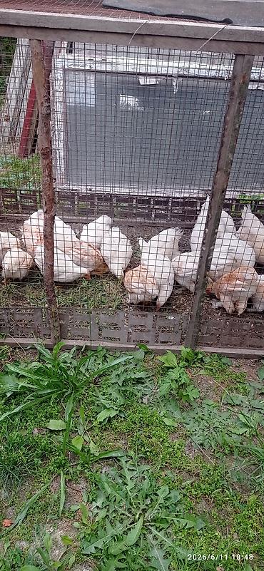 прикол курочки: Продаю курицы и гуси — 6