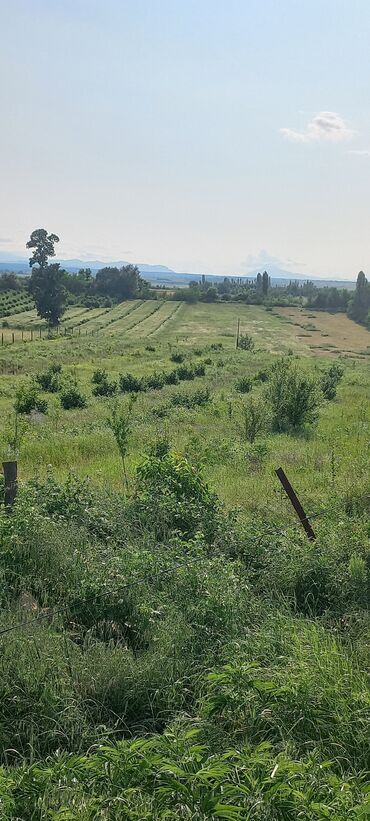 Anbar və emalatxanalar: Ünvan: Qusar şəhəri Ləyər kəndi (ləzgi ləyər) 1hk 68 sot bağ yeri — 9