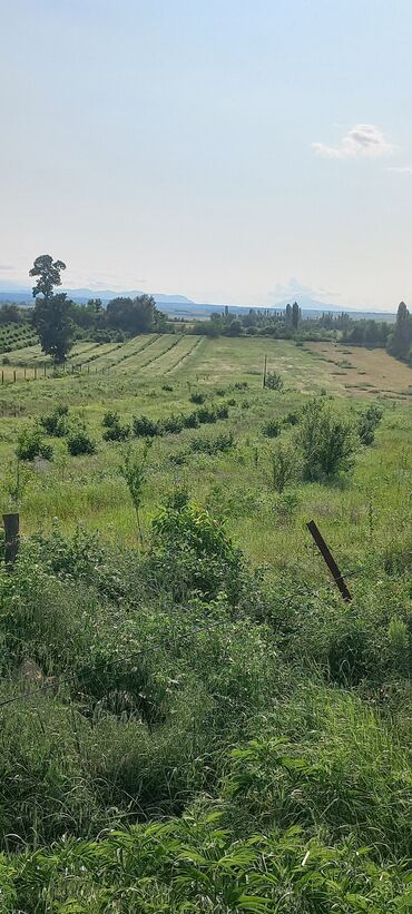 Torpaq sahələrinin satışı: Kənd təsərrüfatı — 25