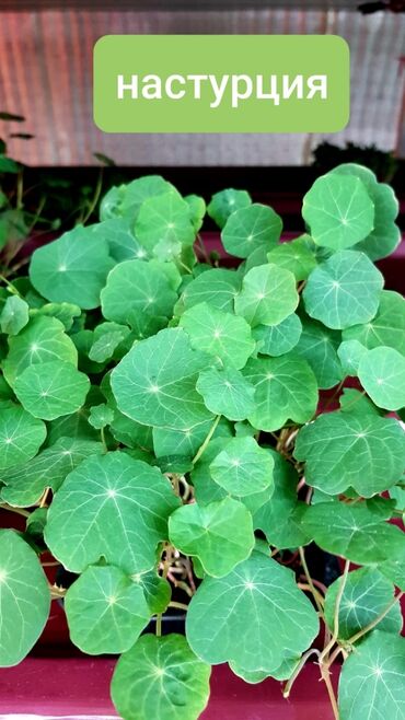 Здоровое питание: Продается вкусная красивая и очень полезная микрозелень в большом — 13