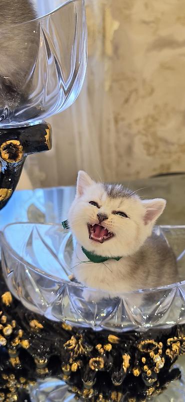 ragdoll pisik: Şınşıla cins pişiklər həm dişi həm erkek . öz pişiyimin balalarıdı — 6