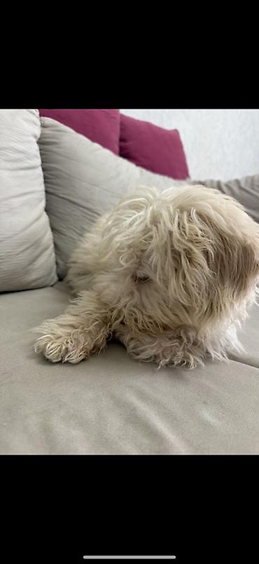 İtlər: Pudel, 4 ay, Erkek — 6