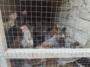 balaca ag itler: Xoruz, il: 1, Ünvandan götürmə — 3