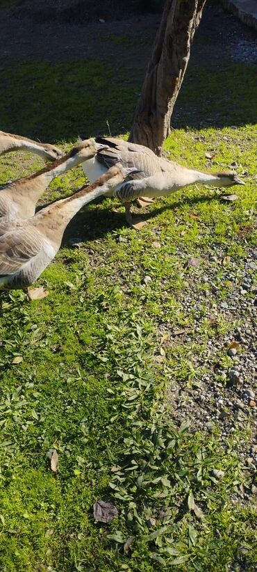 Inəklər, öküzlər: Erkək, Damazlıq, Ödənişli çatdırılma