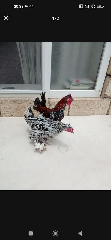 Akvarium aksessuar və ləvazimatları: Satılır və ya barter edilir