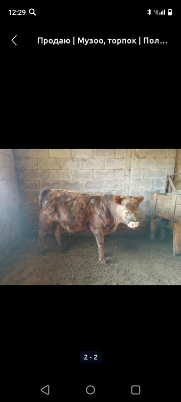 дом кошек: Сатам | Бука (эркек) | Ангус | Көбөйтүү үчүн, Бордоп семиртүү үчүн | Жасалма уруктандырылган