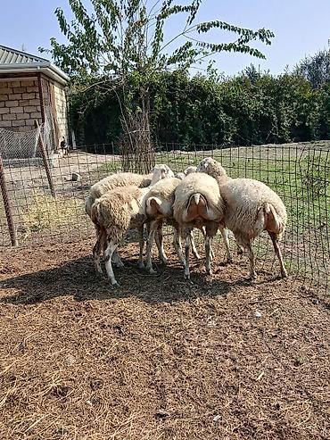 Qoyunlar, qoçlar: Damazlıq qaradolaq sortu şişəklər satılır biri həm bahalı həm də — 1