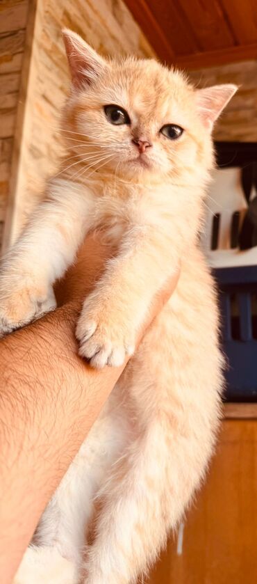 Pişiklər: Britan yastı qulaq, Erkək, Dişi, Yaxşı əllərə, Ünvandan götürmə, Pulsuz çatdırılma, Ödənişli çatdırılma — 132