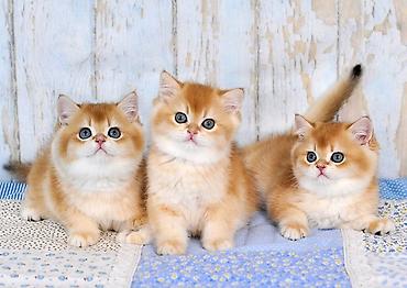 Pişiklər: Britan — 10