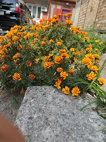 Посуточная аренда комнат: 50 м² — 3