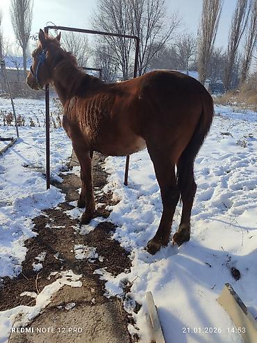Лошади, кони: Продаю | Жеребец | Полукровка | Рабочий — 10