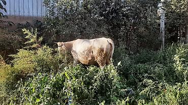 кошка бесплатная: Продаю | Корова (самка) — 2