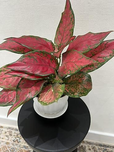 Драцены и Сансевиерии: Доставка по городу бесплатно . Адаптированные пересаженные Комнатные — 76