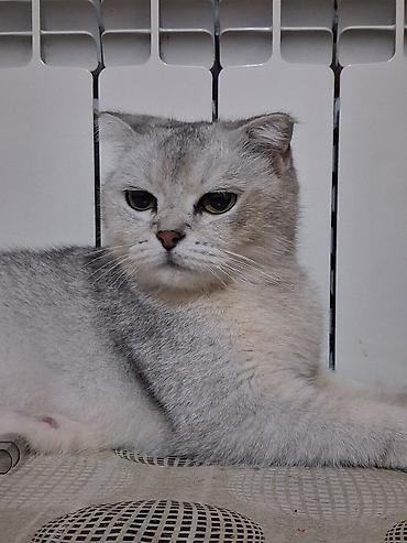 Pişiklər: Britan yastı qulaq, Dişi, Yaxşı əllərə, Pulsuz çatdırılma — 5