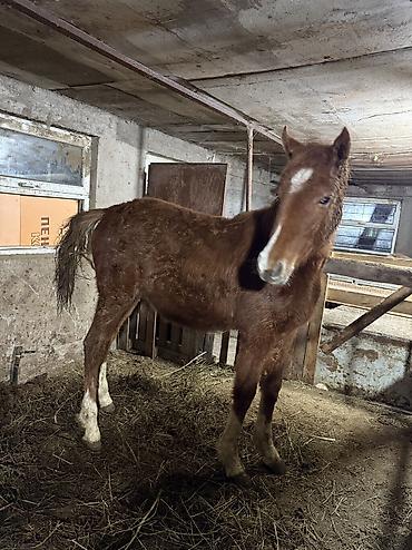 Лошади, кони: Продаю | Жеребенок | На забой — 4