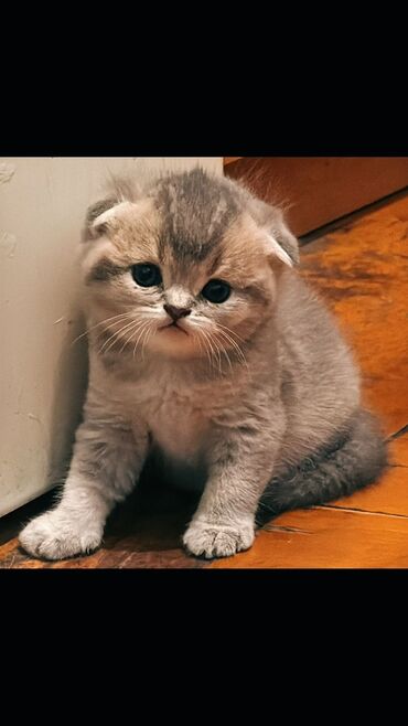 Pişiklər: Şotland yastı qulaq, Erkək, Dişi, Yaxşı əllərə, Ünvandan götürmə, Pulsuz çatdırılma, Ödənişli çatdırılma — 35