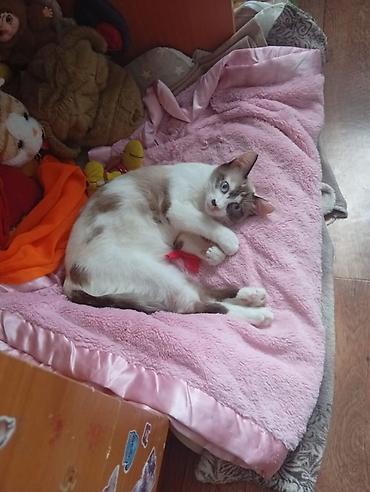 ph down: Кошка даром: Сиамская, 1 год, Девочка, Приучена к лотку, Проглистована — 2
