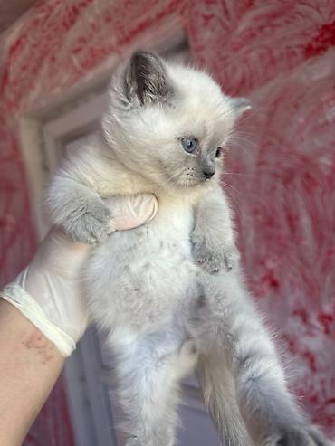 Pişiklər: Şinşilla, Erkək — 5