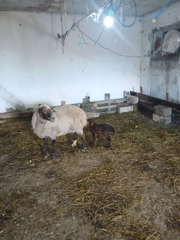 Qoyunlar, qoçlar: Ana bala 380man 3cu qarlndl dogur. bașqa bogaz heyvanlarlmda — 10