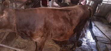 Inəklər, öküzlər: Dişi, il: 5, 130 kq, Ətlik, Ödənişli çatdırılma