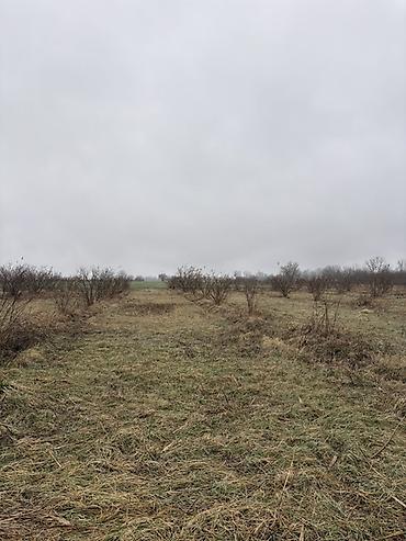 Torpaq sahələrinin satışı: Kənd təsərrüfatı, Kupça (Çıxarış) -da lalafo.az — 9 Torpaq sahələrinin satışı: Kənd təsərrüfatı, Kupça (Çıxarış) — 9