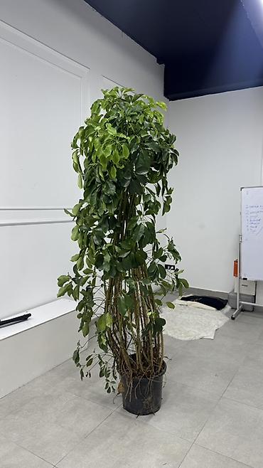 шефлера цветы: Крупномерая лиана/дерево в горшке (вероятно шефлера, Schefflera — 3
