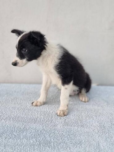 Psi: Štenci Border Collie oštenjeni 01. juna očišćeni od parazita više — 8
