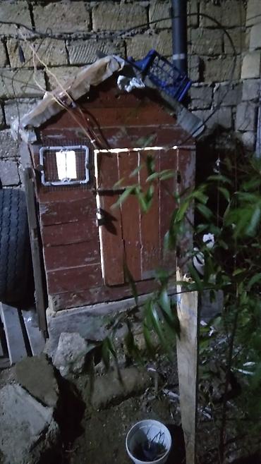 akvarium işığı: Quşxana satılır hündürlüyü 1.25 eni 85 - Növ: ev göyərçini (ağ rəng — 4