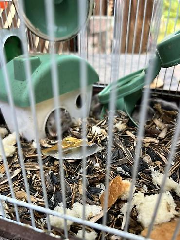 hamster satis: Hamster qəfəsi – tam dəst

15 ədədi qab qaşıg satıram — 6