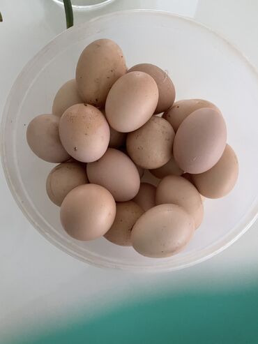 heyrati yumurtasi: Toyuq, Brama, Yumurtalıq, Ödənişli çatdırılma
