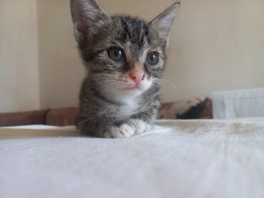 Pişiklər: Tabbi, Yaxşı əllərə — 4