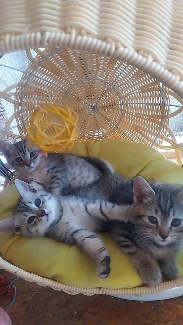 шотландский кошка: Котята тигрового окраса - Пушистые малыши с яркими полосками и — 3