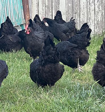 Toyuqlar: Toyuq, Australorp, Damazlıq — 13