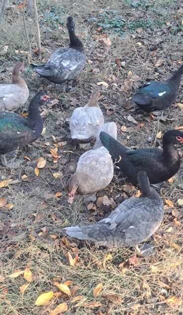 Ördəklər: Dişi, | Macar, Damazlıq, Pulsuz çatdırılma — 9