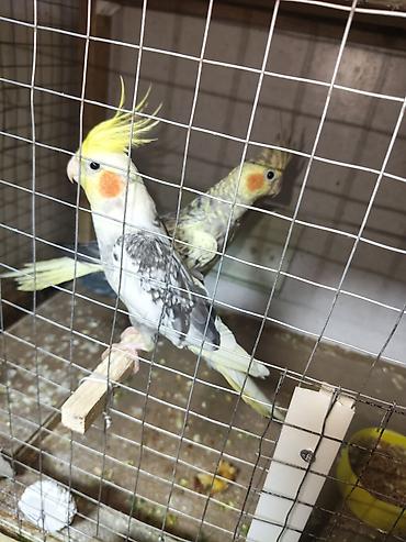Cüt Corella satılır 65azn istəyən olsa zəng və yaza bilər