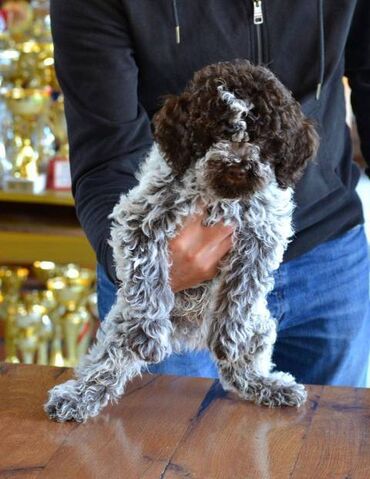 Psi: Lagotto Romagnolo štenci Odgajivačnica "Bellgotto" 7522 sa — 5
