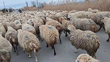 Qoyunlar, qoçlar: 550 baş qaradolaq sortu satlır qiymet elaqe saxla — 9