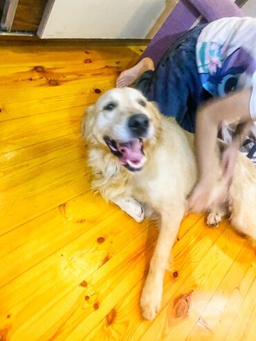 İtlər: Retriever, 1 il, Erkek, Peyvəndli — 6