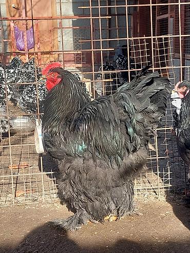 Куры, петухи: Продаю | Куры | Брама | Для разведения at lalafo.kg — 19 Куры, петухи: Продаю | Куры | Брама | Для разведения — 19