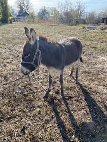 декоративный кур: Осёл (домашний ослик) - Компактный, крепкий осёл серой масти с