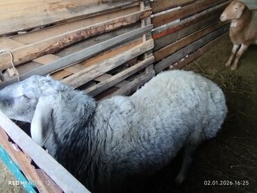 Бараны, овцы: Продаю | Баран (самец) | Для разведения | Племенные — 3