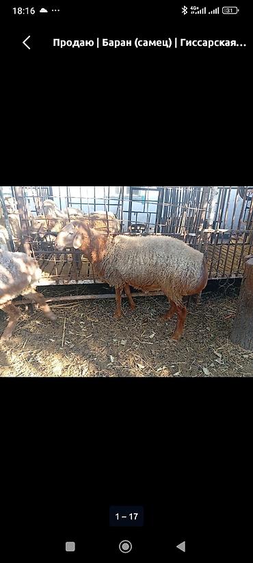 румынский фазан самка: Продаю | Баран (самец) | На забой, Для разведения — 8