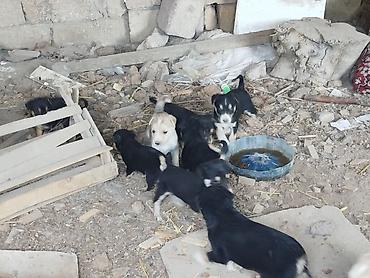 ev itleri ucuz: Balaca it balaları – qarışıq cins - Şəkillərdə ana it və onun — 5