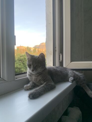 кошка кот: Кошка даром: Беспородная, 9 месяцев, Девочка, Приучена к лотку