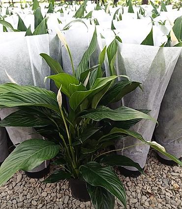 Другие комнатные растения: Женское счастье гигант сорт По городу доставка бесплатно Крупные — 69