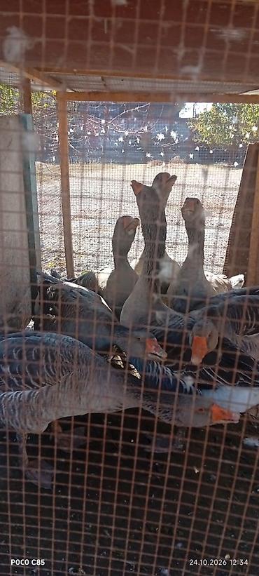 купить голубей драконов: Продаю Апрельские Гуси Очень большие но пока Худые — 1