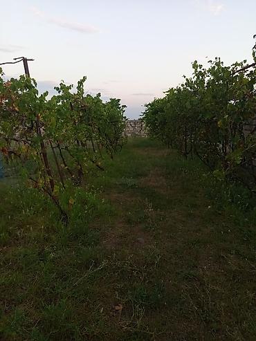 дачи в баку аренда: Мингечевир, 9 м², 1 комната, Без бассейна, Водопровод — 6