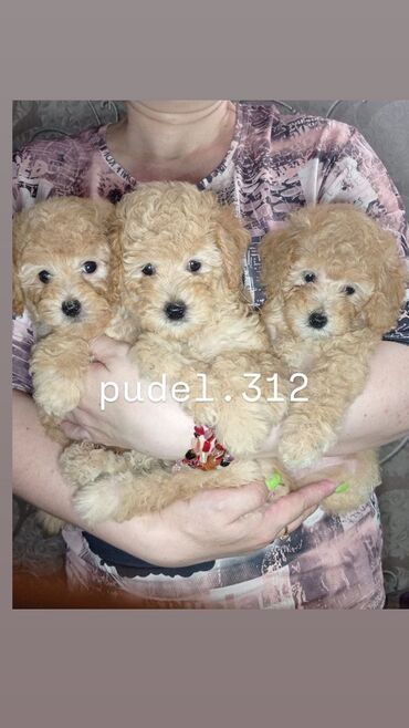 игрушечная собака: Пудель, 1 айлык, Эркек, Ит тегин тастыктоочу документ