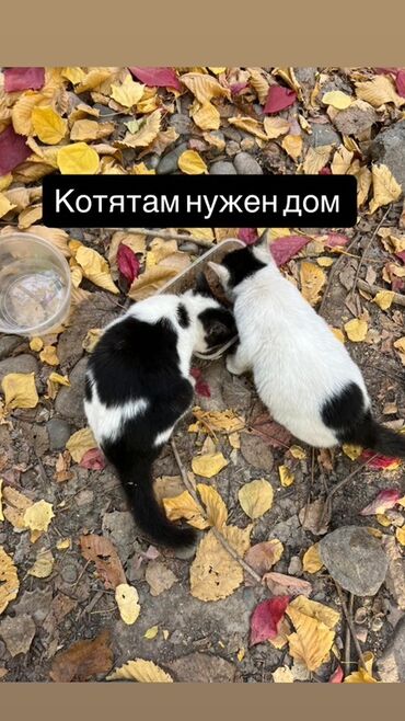собака доберман сколько стоит: Отдам в добрые руки котят (черно-белые, возраст примерно 2месяца)